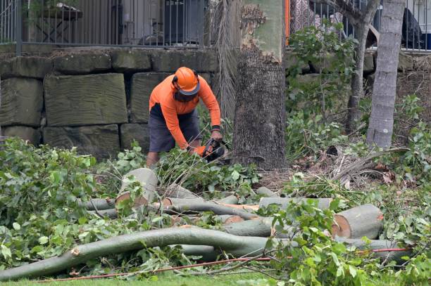 Best Tree Removal Near Me  in Cherryvale, KS